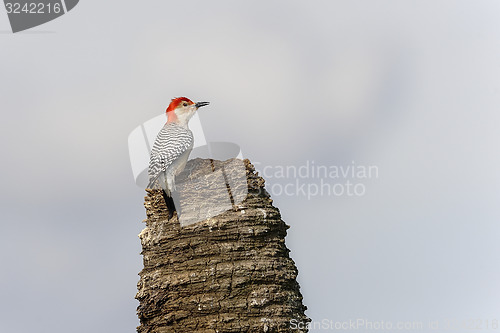 Image of melanerpes carolinus, red-bellied woodpecker