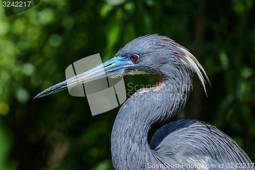 Image of egretta tricolored, louisiana heron, tricolored heron