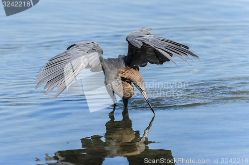 Image of reddish egret,  egretta rufescens