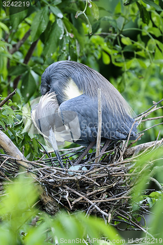 Image of egretta tricolored, louisiana heron, tricolored heron