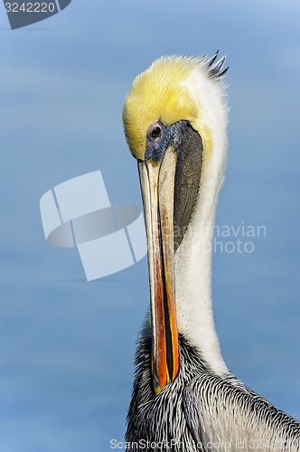 Image of brown pelican, pelecanus occidentalis