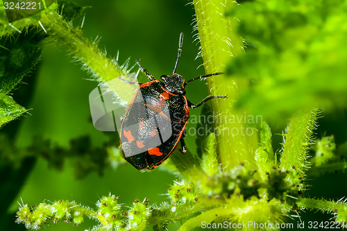 Image of eurydema oleracea, rape bug