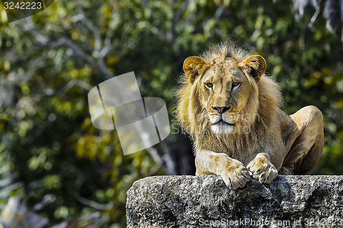 Image of lion, panthera leo