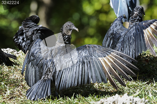 Image of coragyps atratus, black vulture