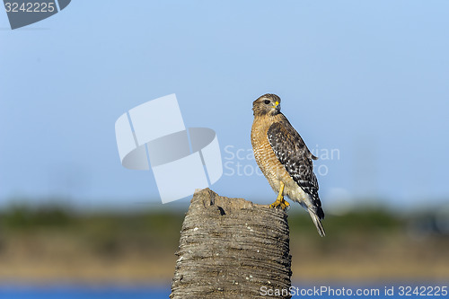 Image of buteo lineatus, red-shouldered hawk