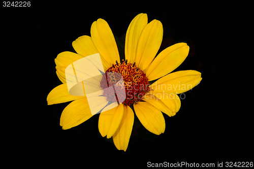 Image of smooth oxeye