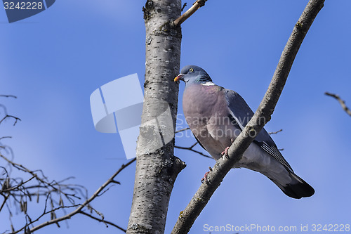 Image of columba palumbus, common wood pigeon