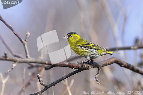 Image of eurasian siskin, carduelis spinus