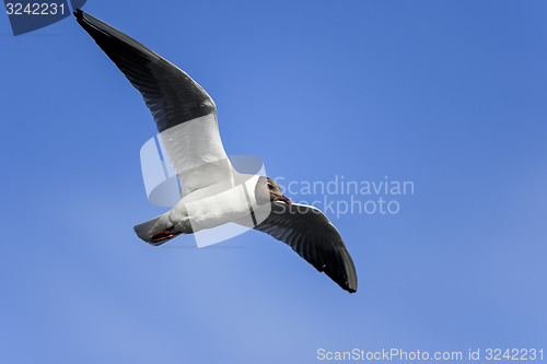Image of black-headed gull, larus ridibundus