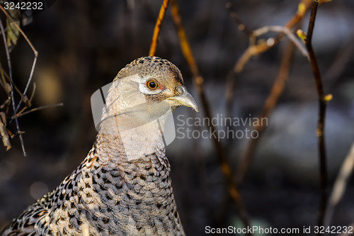 Image of common pheasant, phasianus colchicus