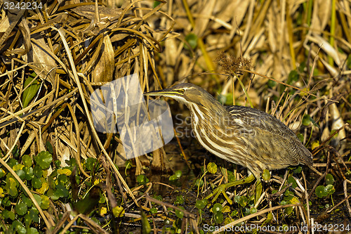 Image of american bittern, botaurus lentiginosus