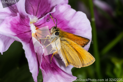 Image of essex skipper, thymelicus lineola