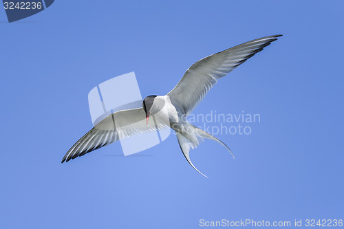 Image of arctic tern, sterna paradisaea