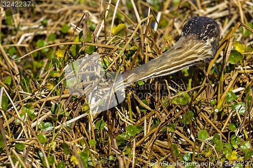 Image of american bittern, botaurus lentiginosus