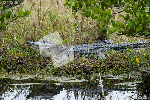 Image of alligator mississippiensis, american alligator