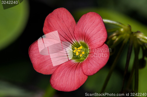 Image of iron cross, oxalis tetraphylla