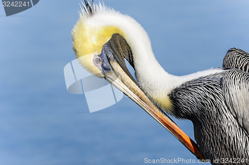 Image of brown pelican, pelecanus occidentalis