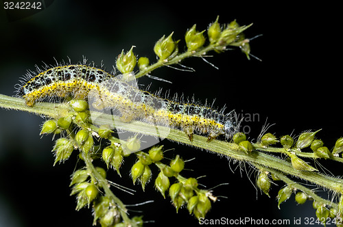 Image of cabbage white, pieris brassicae