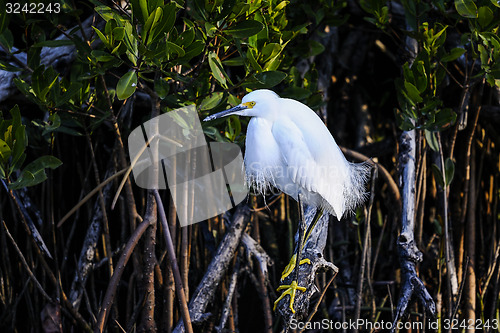 Image of snowy egret, egretta thula