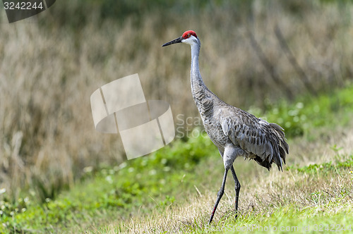 Image of sandhill crane, grus canadensis