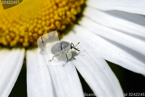 Image of weevil