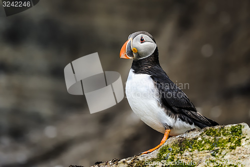 Image of atlantic puffin, fratercula arctica