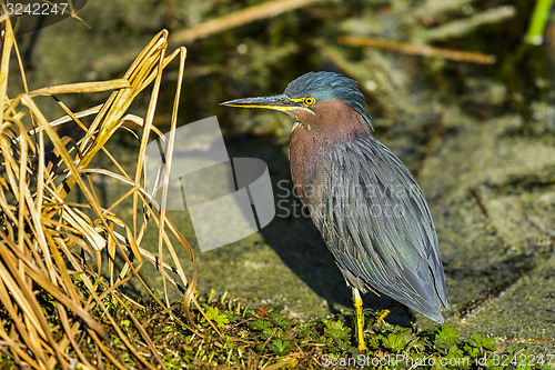 Image of green heron,  butorides virescens