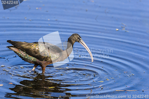 Image of glossy ibis, plegadis falcinellus