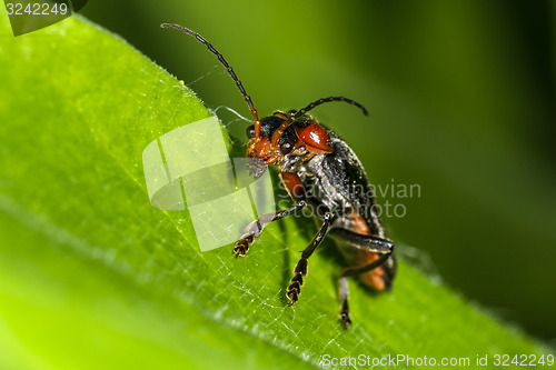Image of cantharis fusca, soldier beetle