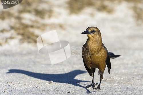 Image of boat-tailed grackle,  quiscalus major