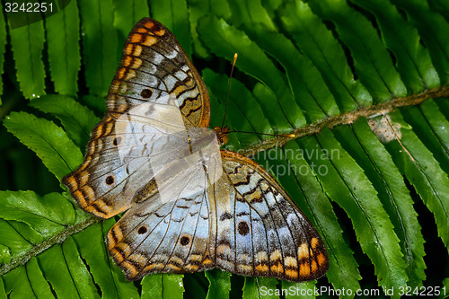 Image of white peacock, phoenix, az