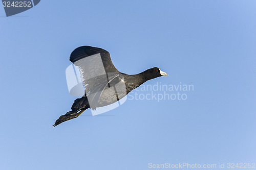 Image of american coot, fulica americana