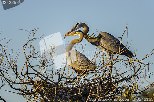 Image of great blue heron, ardea herodias