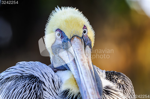 Image of brown pelican, pelecanus occidentalis