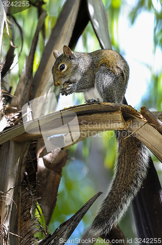 Image of eastern gray squirrel, sciurus carolinensis