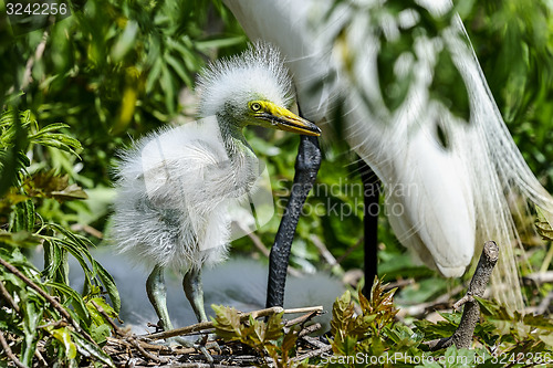 Image of ardea alba, great egret