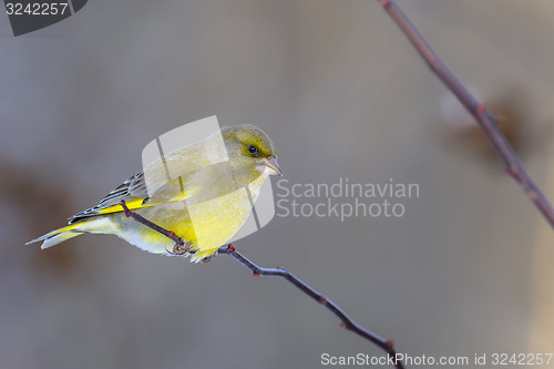 Image of greenfinch, carduelis  cloris