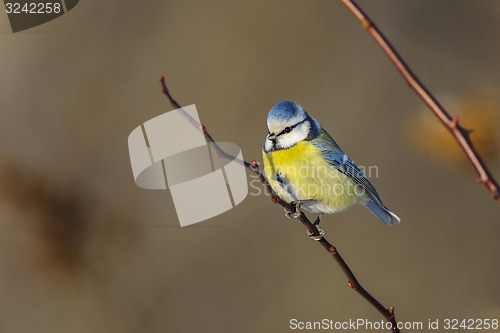 Image of blue tit, parus caeruleus