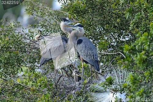 Image of great blue heron, ardea herodias