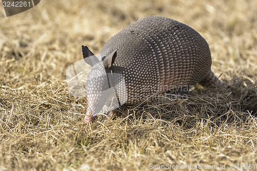 Image of dasypus novemcinctus, nine-banded armadillo