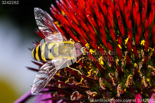 Image of syrphus torvus