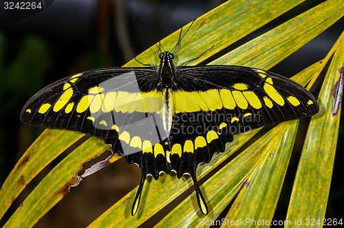 Image of thoas swallowtail,  papilio thoas