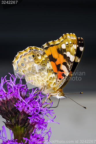 Image of painted lady, vanessa cardui