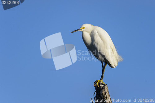 Image of snowy egret, egretta thula