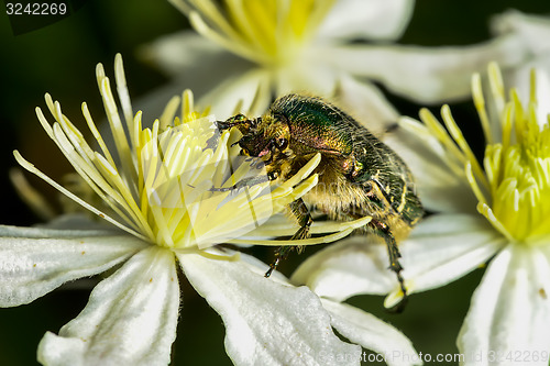 Image of rose chafer, cetonia aurata