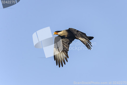 Image of caracara cheriway, northern crested caracara