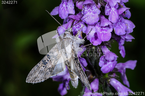 Image of cucullia absinthii, wormwood