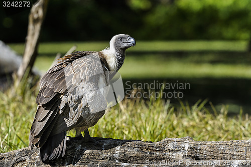 Image of gyps africanus,  white-backed vulture