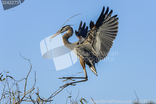 Image of great blue heron, ardea herodias