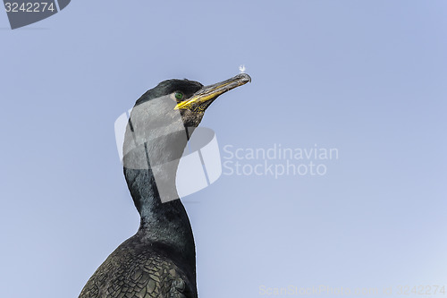 Image of european shag, phalacrocorax aristotelis